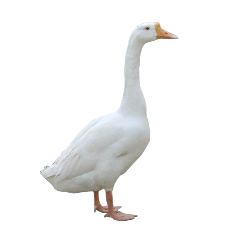 Cute goose
